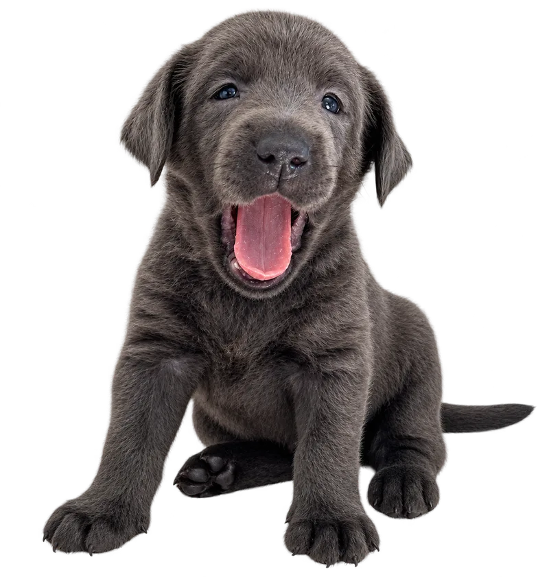 Our Cloud Peak puppy yawning, the real photo used for Willow’s sample mug